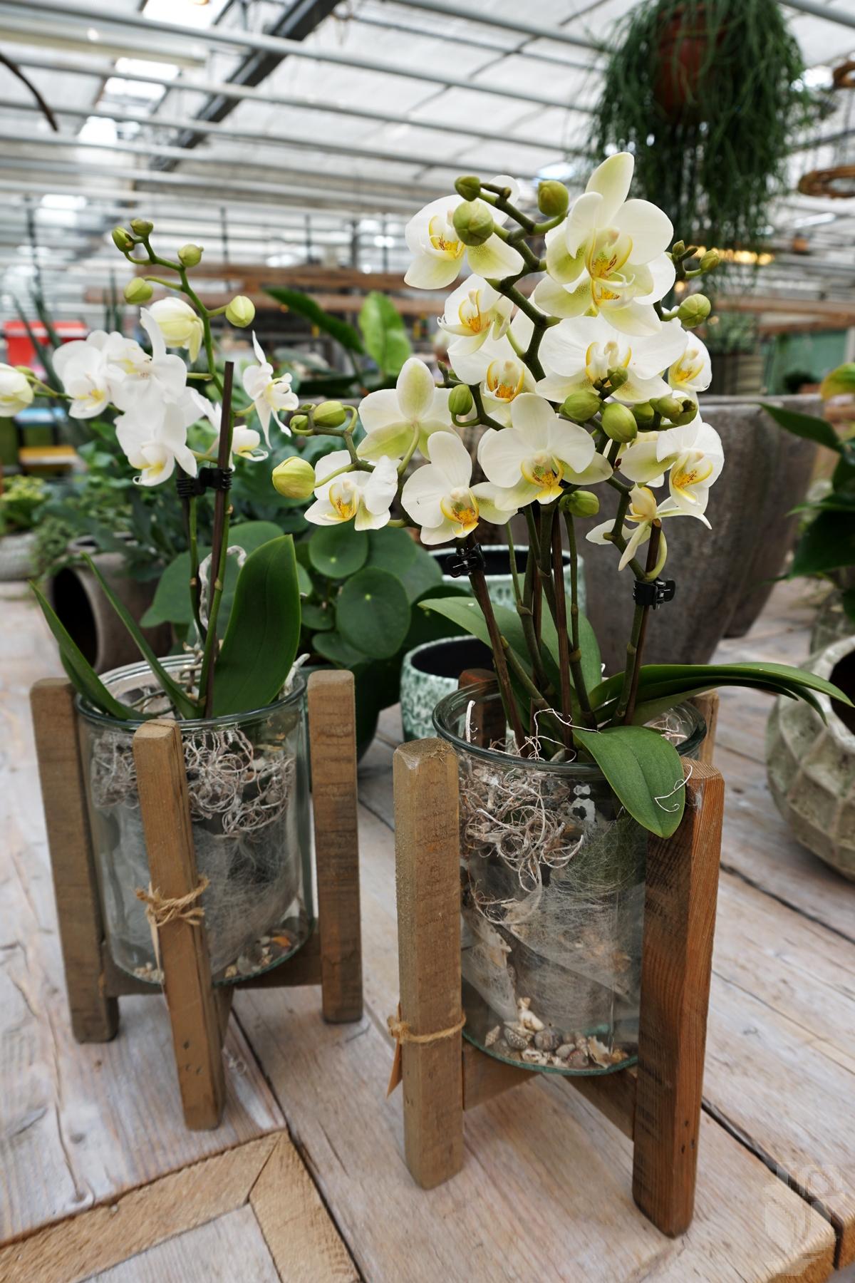 Kamerplanten mini Orchideen