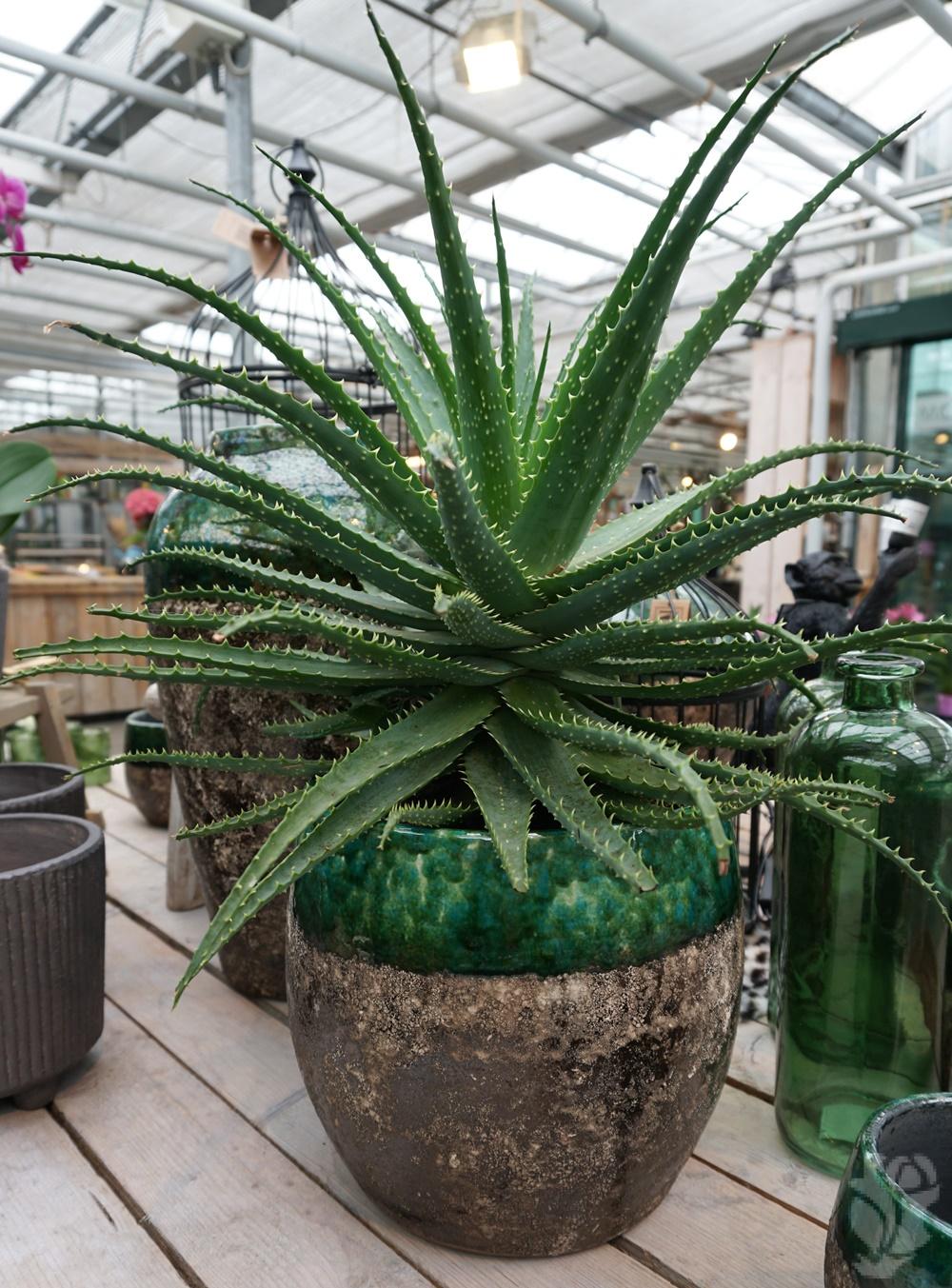 Kamerplant Aloe groot